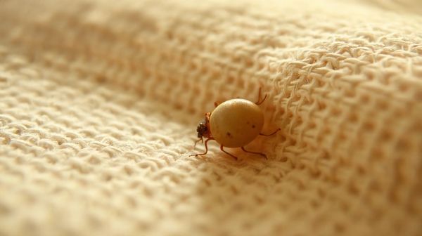 Top 5 astuces pour reconnaître un œuf de punaise de lit
